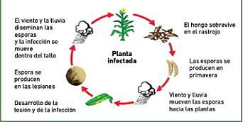 Brote De La Enfermedad De La Antracnosis En El Café (Colletotrichum gloeosporioides).