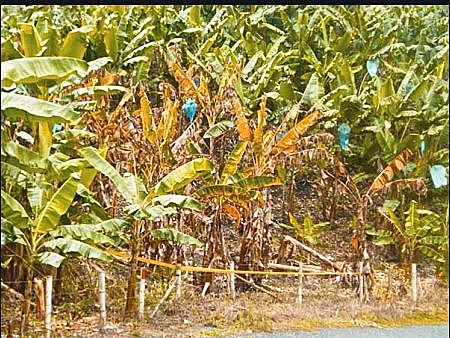 Descubrimiento De La Enfermedad Mal De Panamá (Fusarium Oxisporum f.)