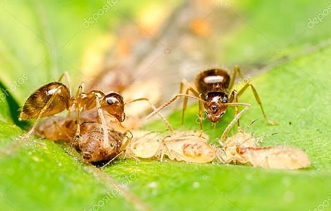 Control Biológico  De Las Enfermedades.