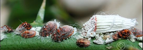 Descubrimiento De La Cochinilla Acanalada.