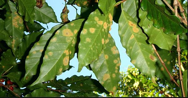 Descubrimiento De La Enfermedad De La Roya.