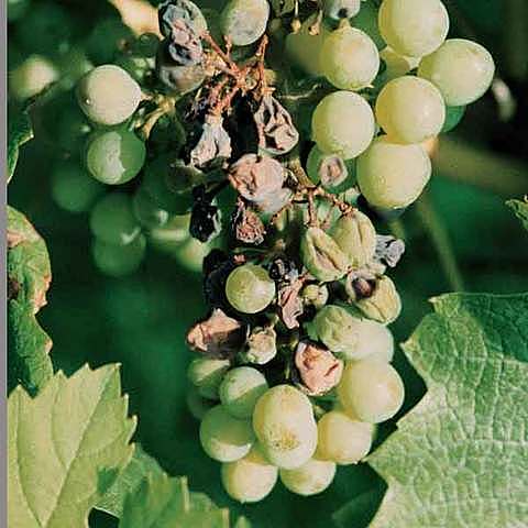 Primer control de las enfermedades en plantas