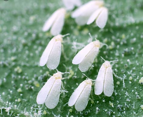 Descubrimiento De La Enfermedad De La Mosca Blanca.