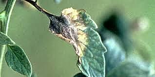 Phytophthora infestans