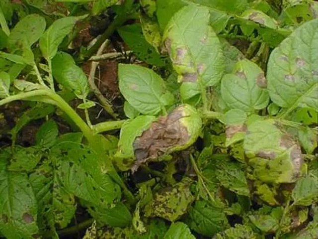 1845- Brote: Tizón Tardío de la Papa