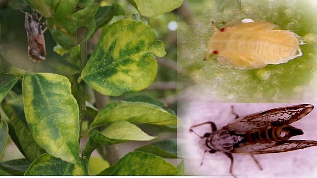 1943- Brote: HLB de los Cítricos