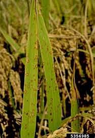 1637- Brote: Magnaporthe Oryzae