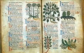 Medicamentos vegetales "De Plantis Libri XVI"