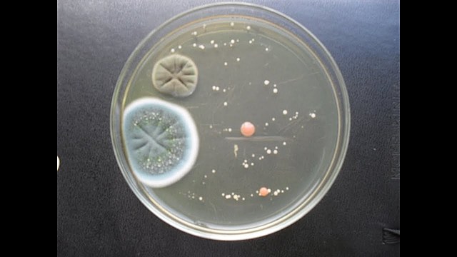 Diseminacion de las esporas de los hongos