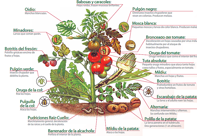 Descubrimiento de hongos y otros patógenos como causantes de enfermedades