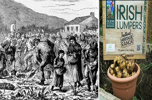 1810 epidemia ocasionada por el tizón de la patata en el N de Europa (especialmente Irlanda)