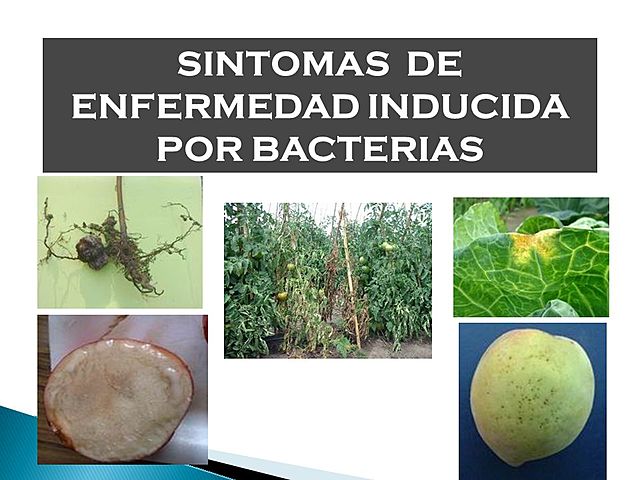 Enfermedades en plantas producidas por bacterias