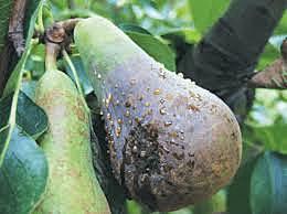 Bacterias asociadas  con el tizón de fuego