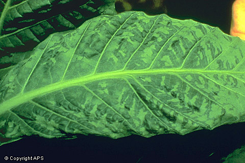 Mosaico del tabaco primeros estudios