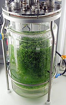 Suspensiones en biorreactor