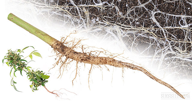 Raices transformadas