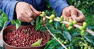 ECONOMÍA DEL QUINDÍO