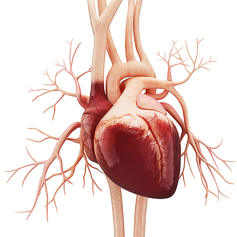Primera cirugía valvular cardíaca exitosa