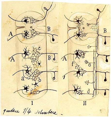 Primer premio nobel español (Estructura del sistema nervioso)