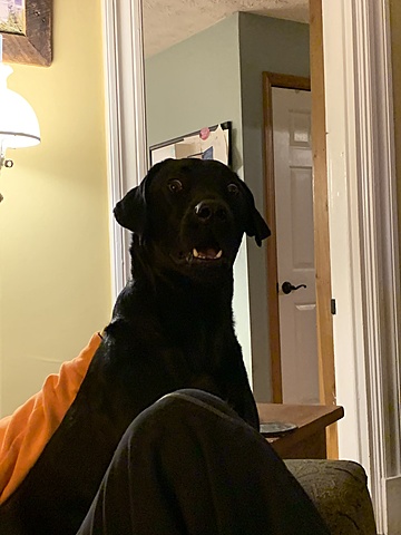 I got a black lab.