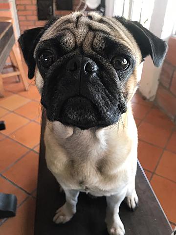 Nació mi primer mascota.