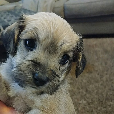 Timeline: The day I got my dog