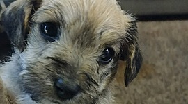 Timeline: The day I got my dog