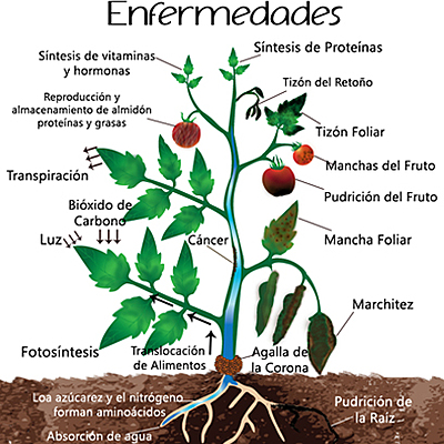 Timeline: Fitopatologia
