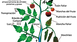 Timeline: Fitopatologia