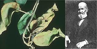 Descubrimiento de Burril