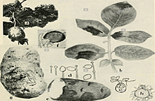 Historia de la Fitopatologia