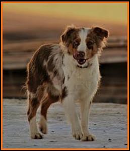 The day I got my first dog