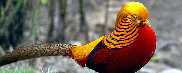 I got my golden phesants and qail