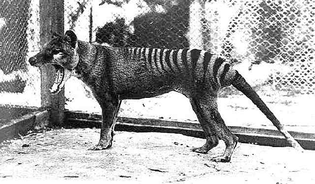Tasmanian Tiger went Extinct