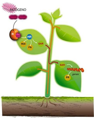 Control sistemático
