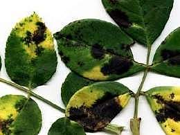 fisiología de las enfermedades de las plantas