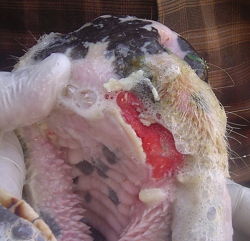 Desarrollo de la primera vacuna para la Fiebre Aftosa y para la Brucelosis