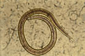 Descubrimiento de Avermectinas, revolucionando el control de parásitos en la medicina