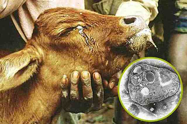 Erradicación de la Peste Bovina