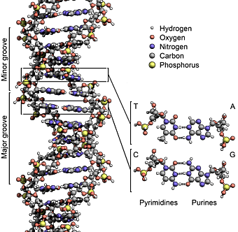 DNA