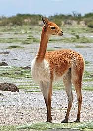 Conservación de la Vicuña.