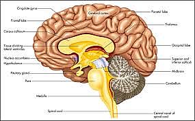 Biological - Michael Granzaniga