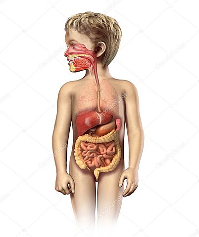digestive system