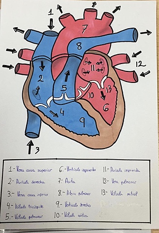 circulatory, excretory and respiratory systems