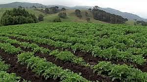 1845-1846- Tizon de papa