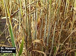 1853-De Bary roya negra del trigo