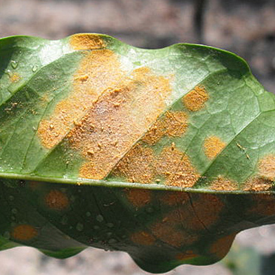 Timeline: Hongo Hemileia vastatrix