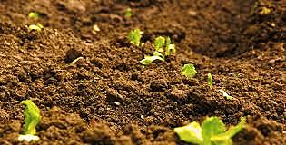 1875-1883-1912- Brefeld-tecnicas completas