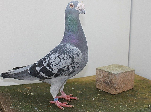 Los primeros mensajes