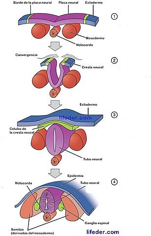 10.- Neurulación.